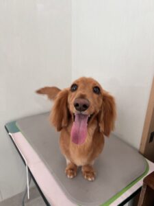 こうたくんのトリミング写真