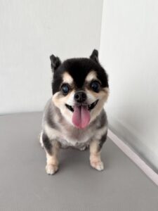 小梅(こうめ)ちゃんのトリミング写真