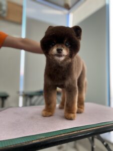 ここちゃんのトリミング写真