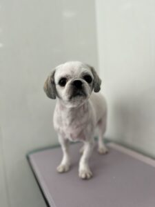 ここみちゃんのトリミング写真