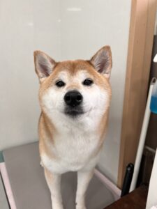 小太郎(こたろう)くんのトリミング写真