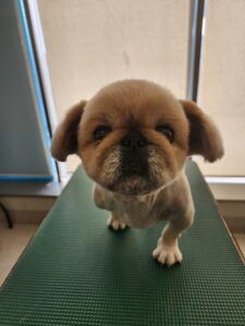 こむぎくんのトリミング写真