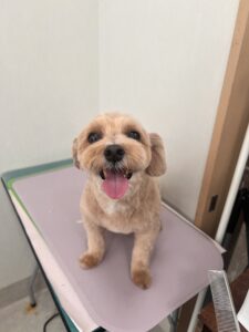 コロくんのトリミング写真