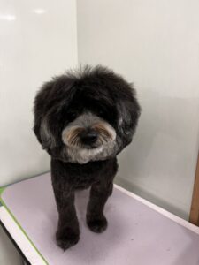 ころんくんのトリミング写真