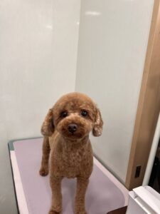 ごまみくんのトリミング写真