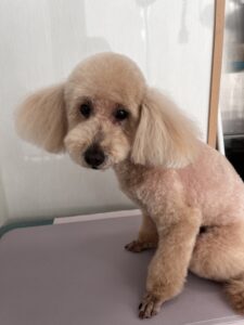 さくくんのトリミング写真