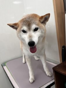 さくらちゃんのトリミング写真