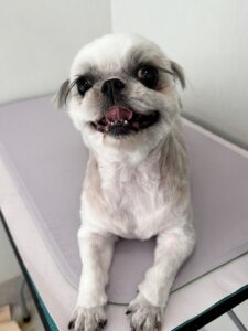 さくらちゃんのトリミング写真