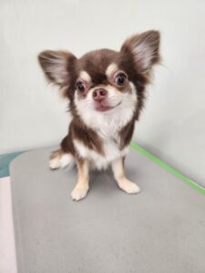 ざらめちゃんのトリミング写真