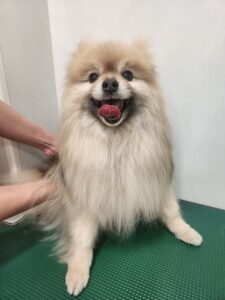 たぬきちくんのトリミング写真