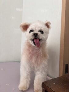 ちゅらちゃんのトリミング写真