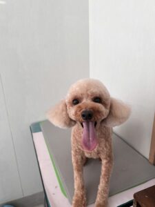 チョコンくんのトリミング写真