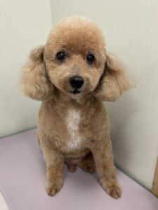 チョロくんのトリミング写真