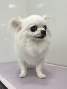 ナナちゃんのトリミング写真