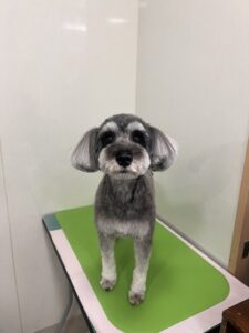 はなちゃんのトリミング写真