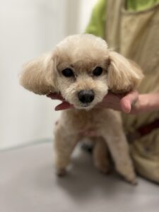 はなちゃんのトリミング写真