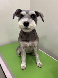 はるちゃんのトリミング写真