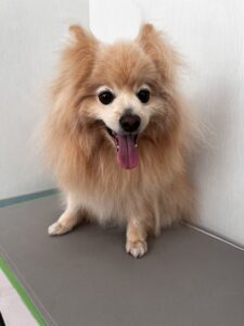 ひなたくんのトリミング写真