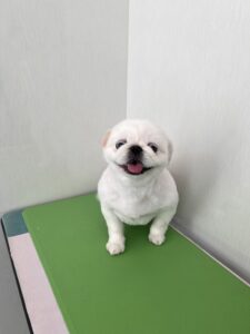 ペコちゃんのトリミング写真