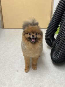 ポムくんのトリミング写真