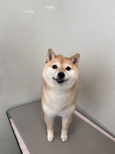 ぽん子ちゃんのトリミング写真