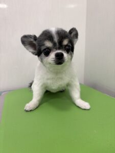 マフちゃんのトリミング写真