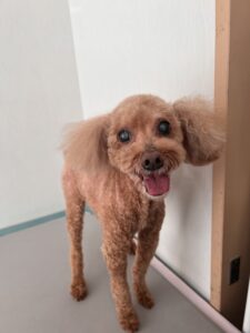 マリ―ちゃんのトリミング写真
