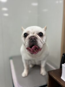 まるちゃんのトリミング写真