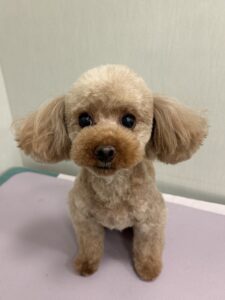 まるちゃんのトリミング写真