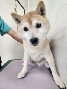 みみちゃんのトリミング写真