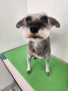 ミントちゃんのトリミング写真