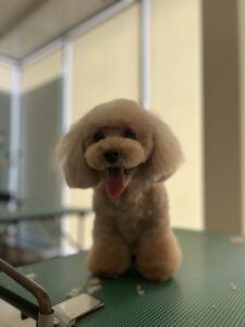 モカちゃんのトリミング写真