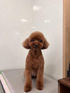 モカちゃんのトリミング写真