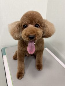 もこくんのトリミング写真