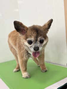 百(もも)ちゃんのトリミング写真