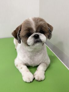 ゆずちゃんのトリミング写真