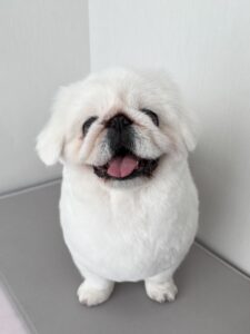 らふぁちゃんのトリミング写真