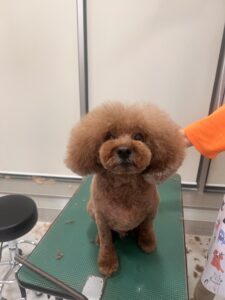 りくくんのトリミング写真