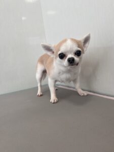 るるちゃんのトリミング写真