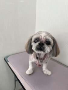 レミーちゃんのトリミング写真