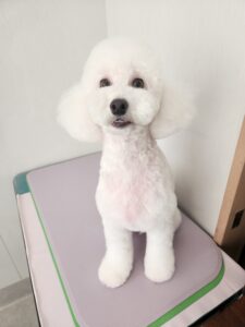 アランくんのトリミング写真