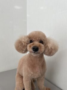 ココアちゃんのトリミング写真
