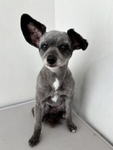 ココアちゃんのトリミング写真