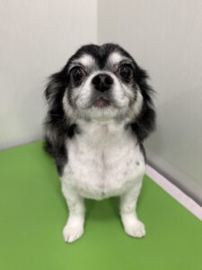 ココルちゃんのトリミング写真
