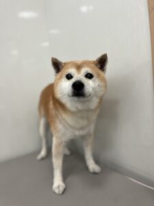 コタロウくんのトリミング写真