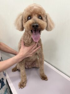 コロくんのトリミング写真