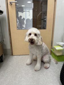 シェピちゃんのトリミング写真