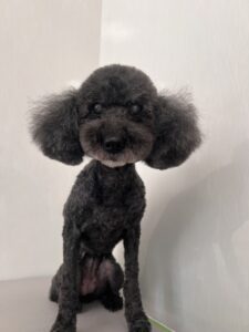 ショコラちゃんのトリミング写真