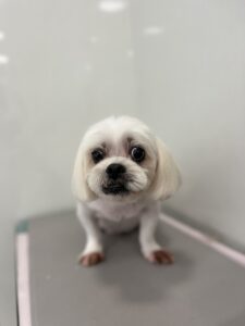 シロくんのトリミング写真