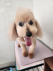 シンバくんのトリミング写真